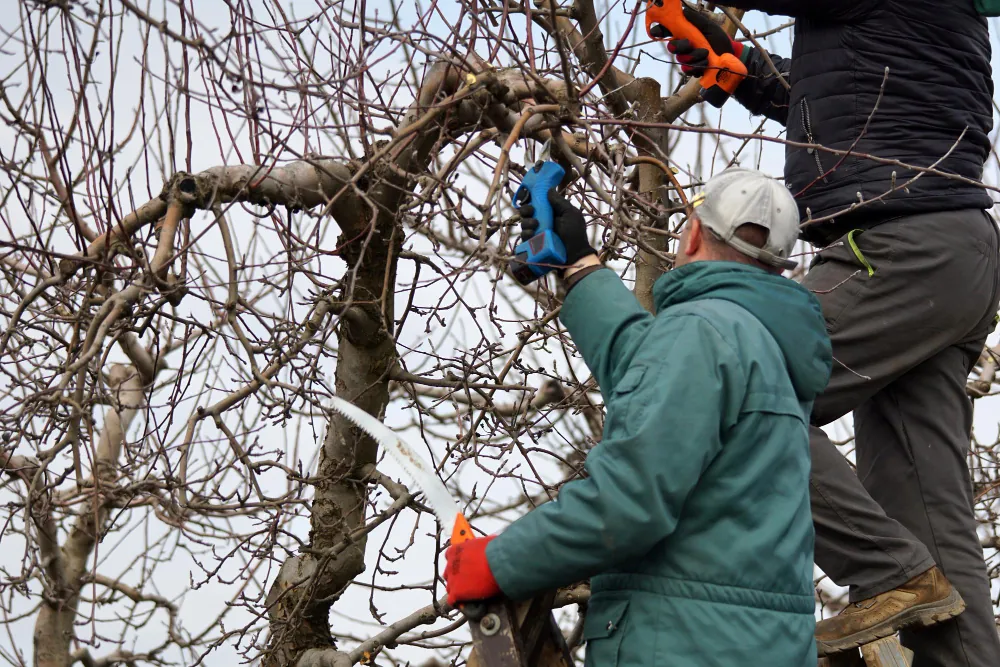 Down Rite Tree crew trimming a tree