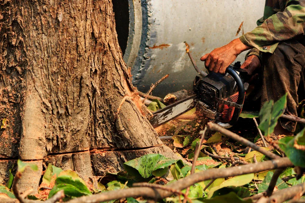 Stump Grinding