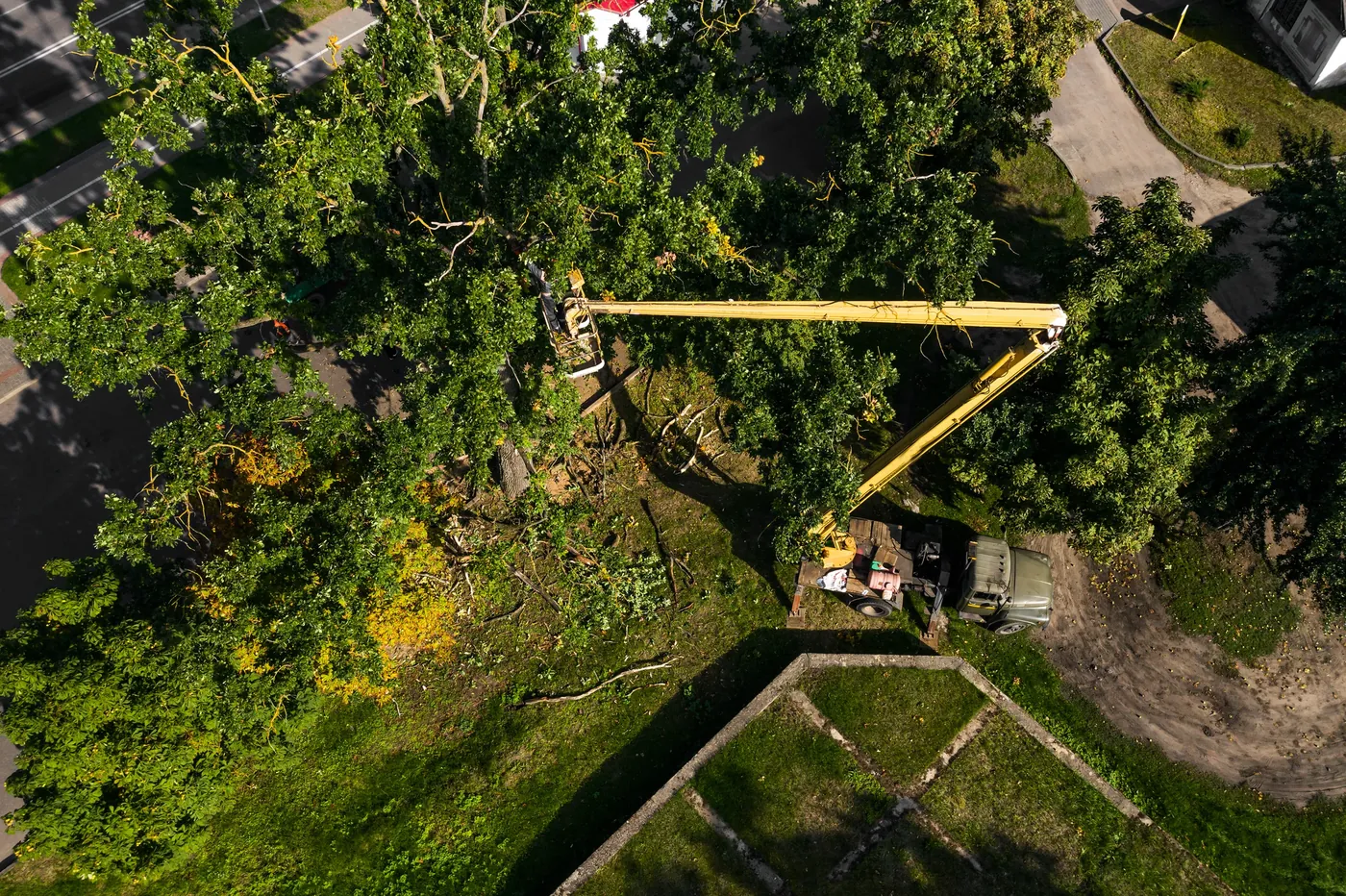 Tree Removal