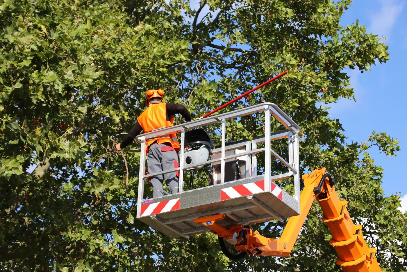 Tree Trimming